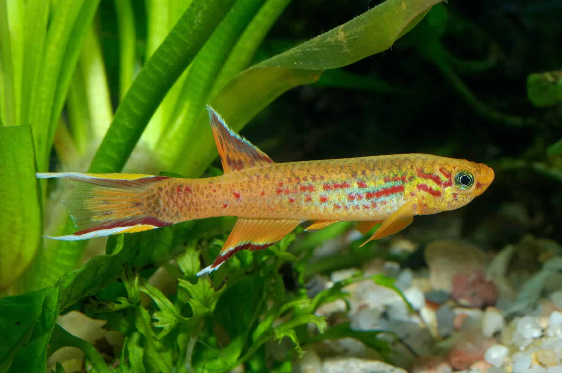 killifish in aquarium