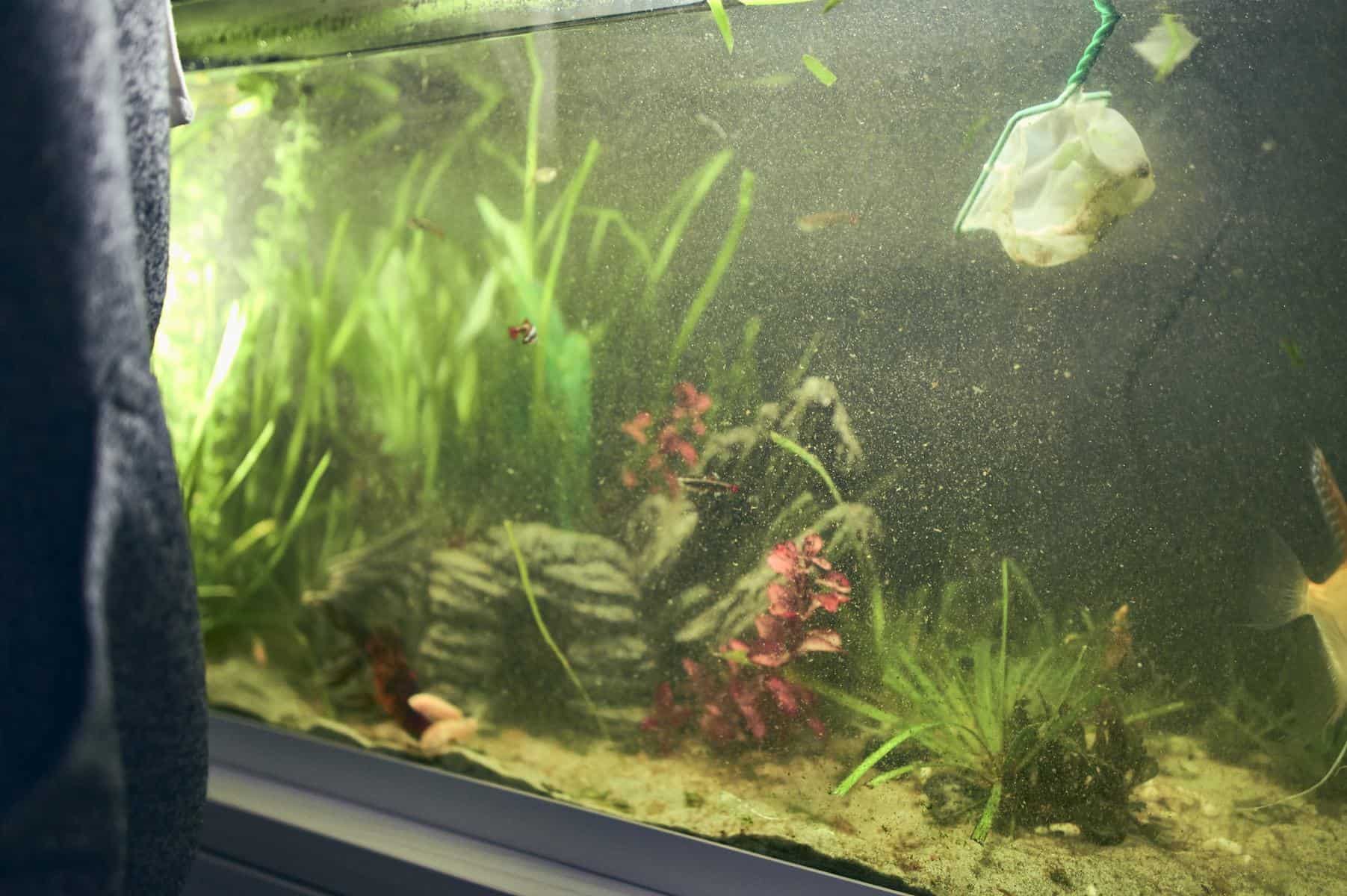 What Causes High Nitrate Levels in Fish Tanks? 2 What Causes High Nitrate Levels in Fish Tanks
