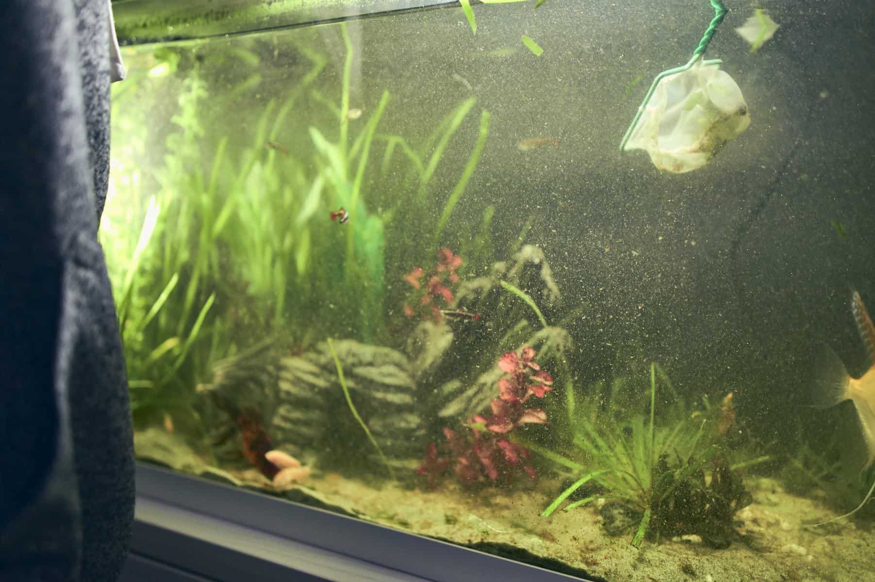 polluted aquarium