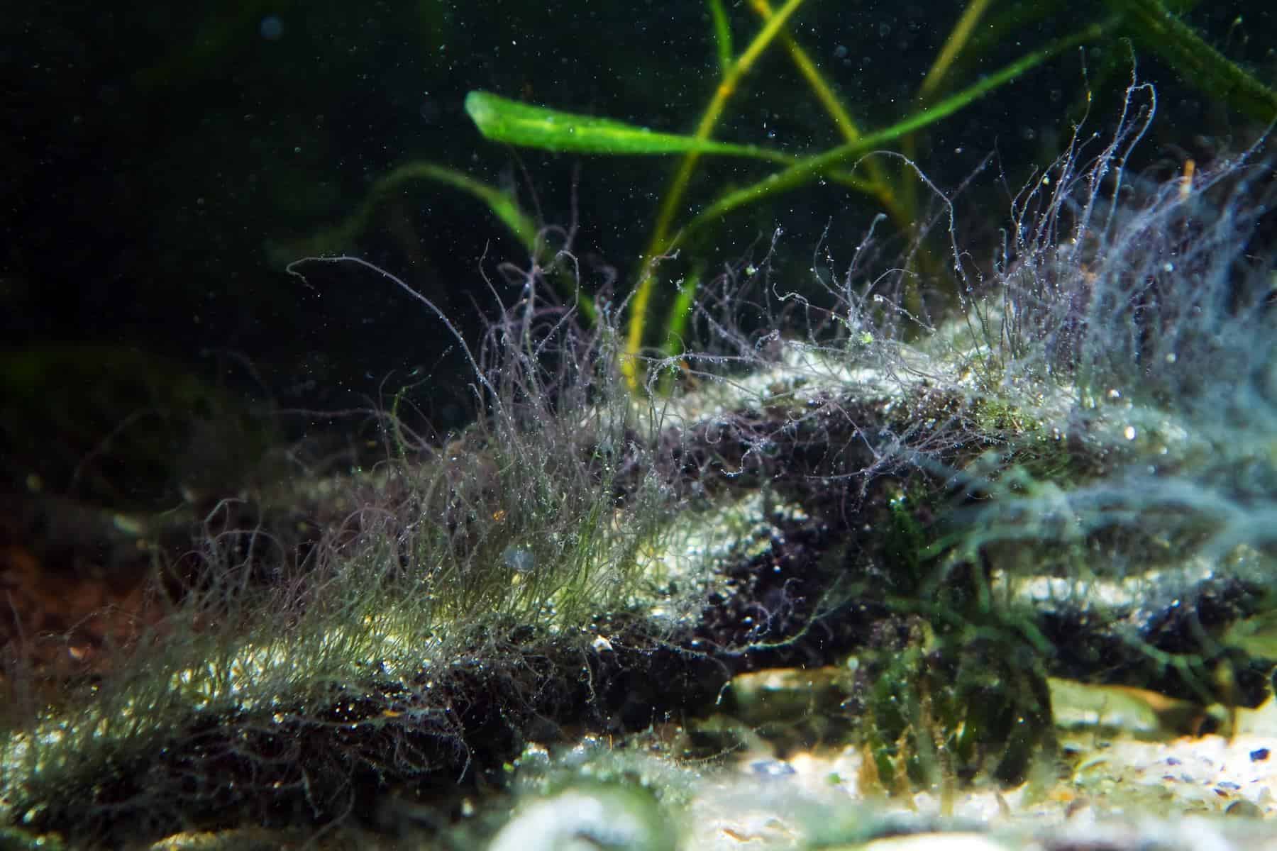 Staghorn Algae (Causes And Treatment) - Aquariadise