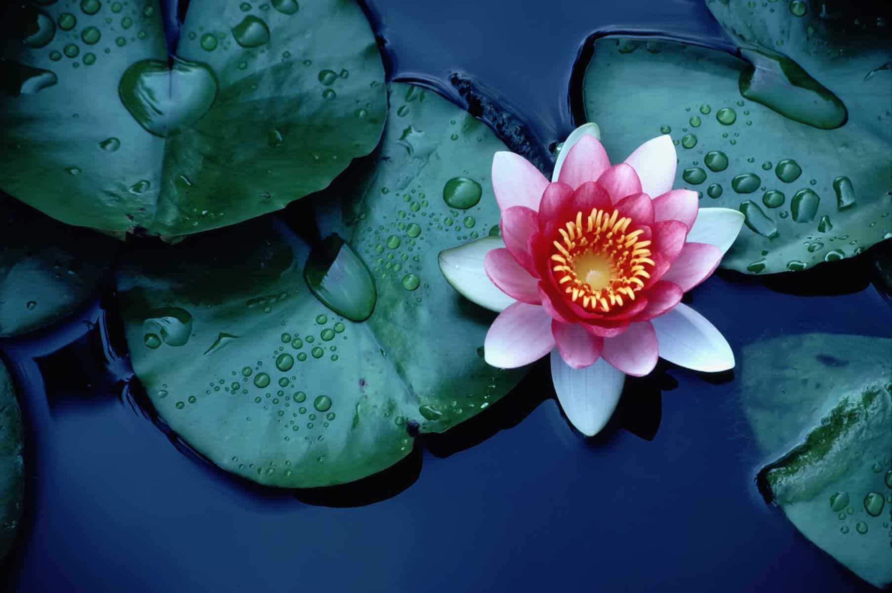 water lily surrounded with leaves