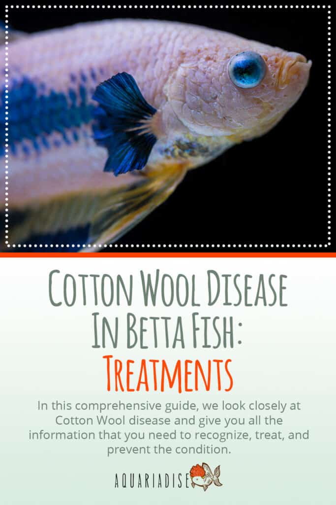 How to Prevent Columnaris Disease In Your Aquarium Fish