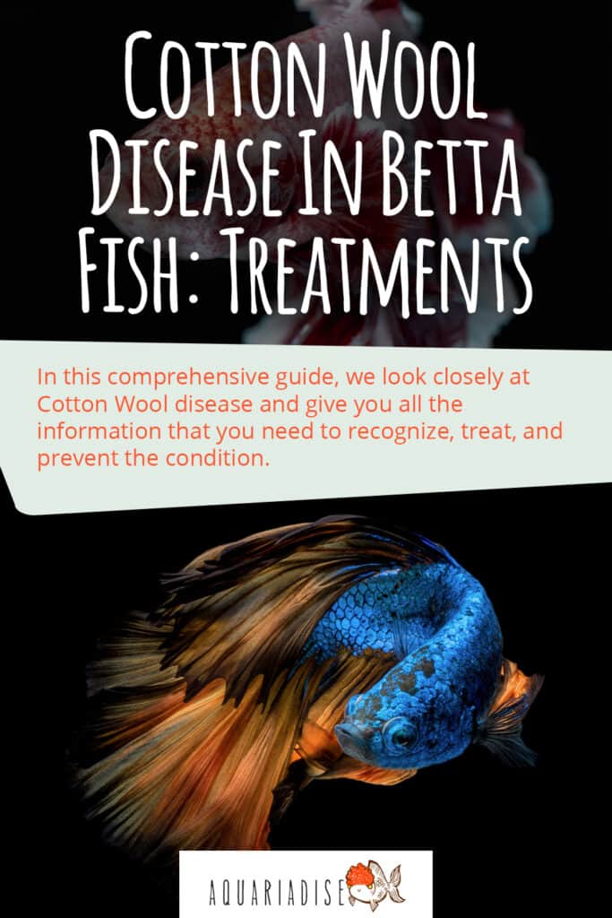 How to Prevent Columnaris Disease In Your Aquarium Fish