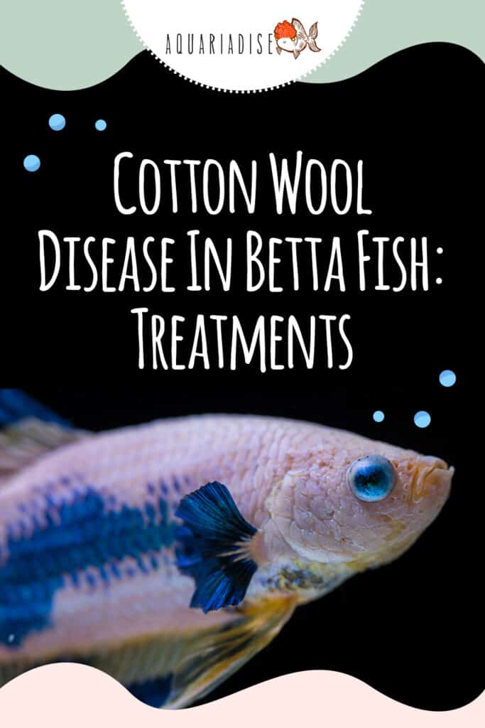 How to Prevent Columnaris Disease In Your Aquarium Fish