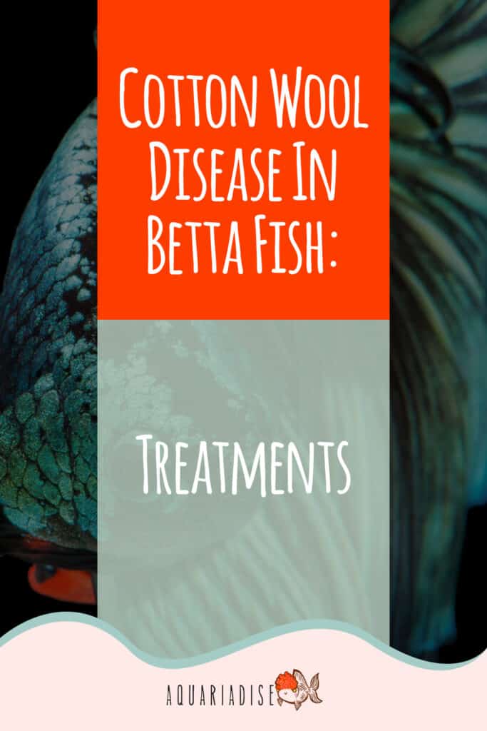 How to Prevent Columnaris Disease In Your Aquarium Fish