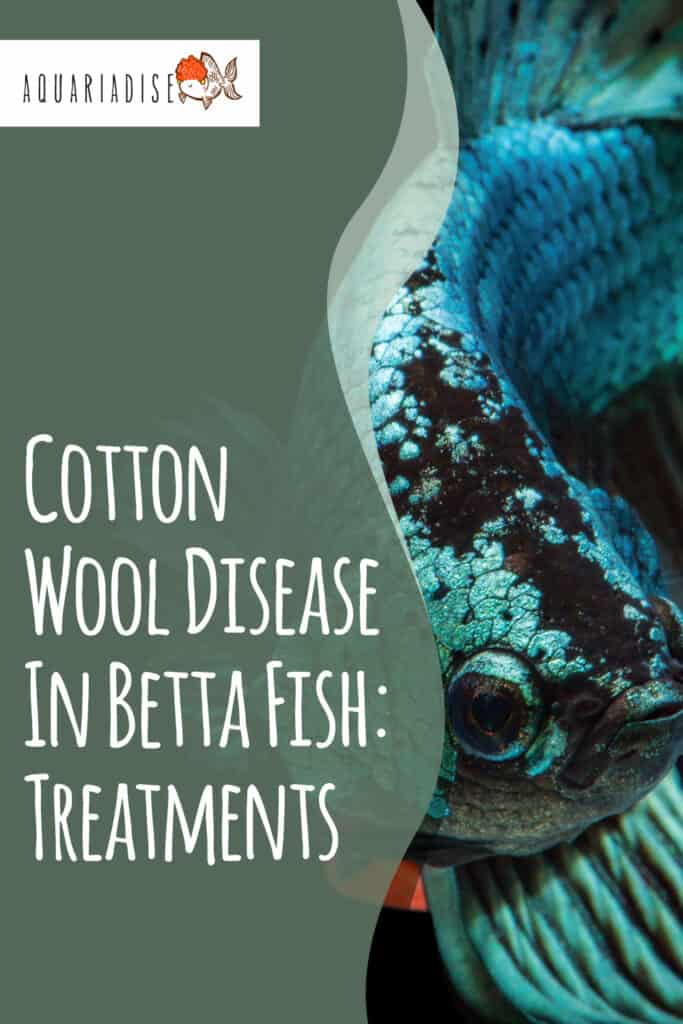How to Prevent Columnaris Disease In Your Aquarium Fish