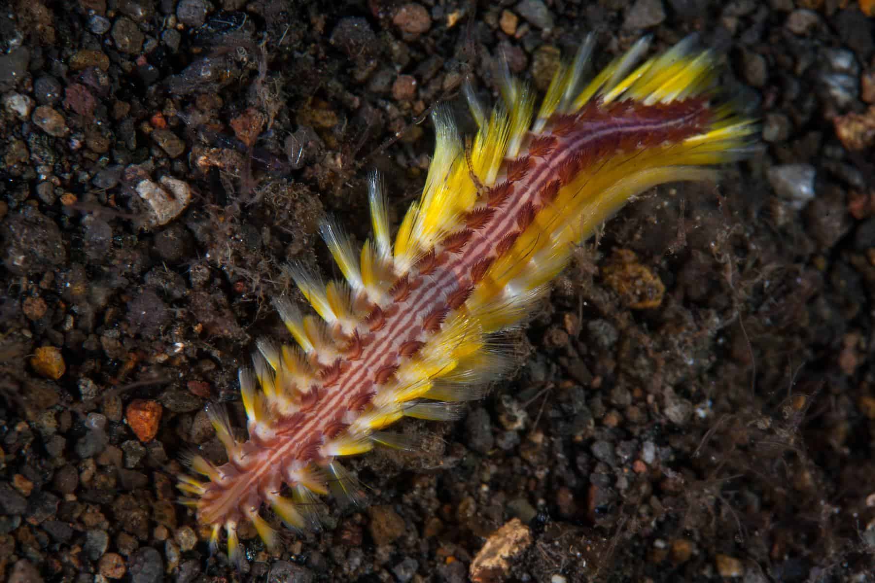 bristle worm crawls across black sand