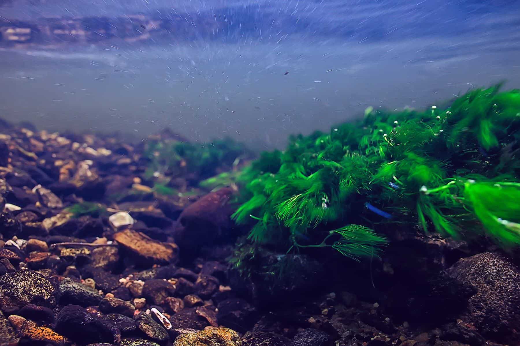 underwater blue green algae