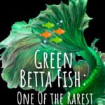 pez betta verde