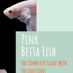 1 Pink Betta Fish