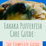 10 Fahaka Pufferfish