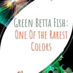 10 peces Betta verdes uno de los colores más raros