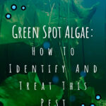 10 Algas Manchas Verdes Cómo Identificar Y Tratar Esta Plaga