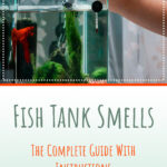 2 Fish Tank Smells