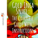 2 Gold Inca Snail