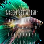 2 peces Betta verdes uno de los colores más raros