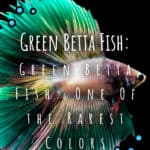 2 Green Betta Fish One Of the Rarest Colors