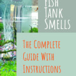 3 Fish Tank Smells