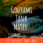 3 Gourami Tank Mates 13 Species That Are Friendly With This Fish