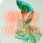 3 peces Betta verdes uno de los colores más raros