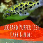 3 Leopard Puffer Fish