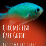 5 Chromis Fish