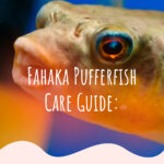 5 Fahaka Pufferfish