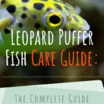 5 Leopard Puffer Fish