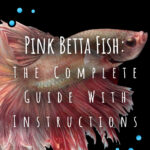 5 Pink Betta Fish