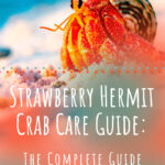 5 Strawberry Hermit Crab