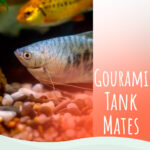 6 Gourami Tank Mates 13 Species That Are Friendly With This Fish