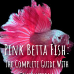 6 peces Betta rosados