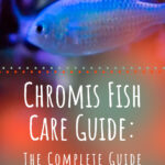 7 Chromis Fish