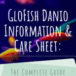 7 GloFish Danio Information Care Sheet