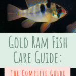 7 Gold Ram Fish