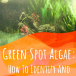 7 Green Spot Algae How To Identify And Treat This Pest