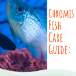 8 Chromis Fish