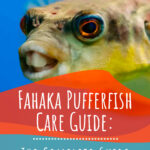 8 Fahaka Pufferfish