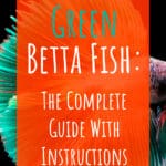 8 peces Betta verdes uno de los colores más raros