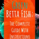 8 Green Betta Fish One Of the Rarest Colors