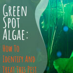Green Spot Algae