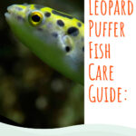 8 Leopard Puffer Fish