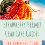 8 Strawberry Hermit Crab