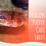 9 Dragon Puffer Tetraodon Palembangensis Care Sheet