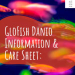 9 Hoja informativa de cuidados de GloFish Danio