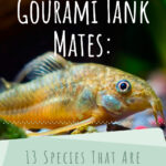 9 Gourami Tank Mates 13 Species That Are Friendly With This Fish