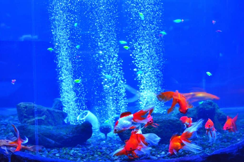 aquarium bubbler