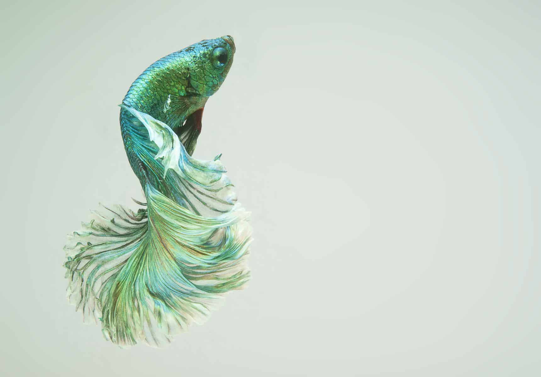 lime green betta fish