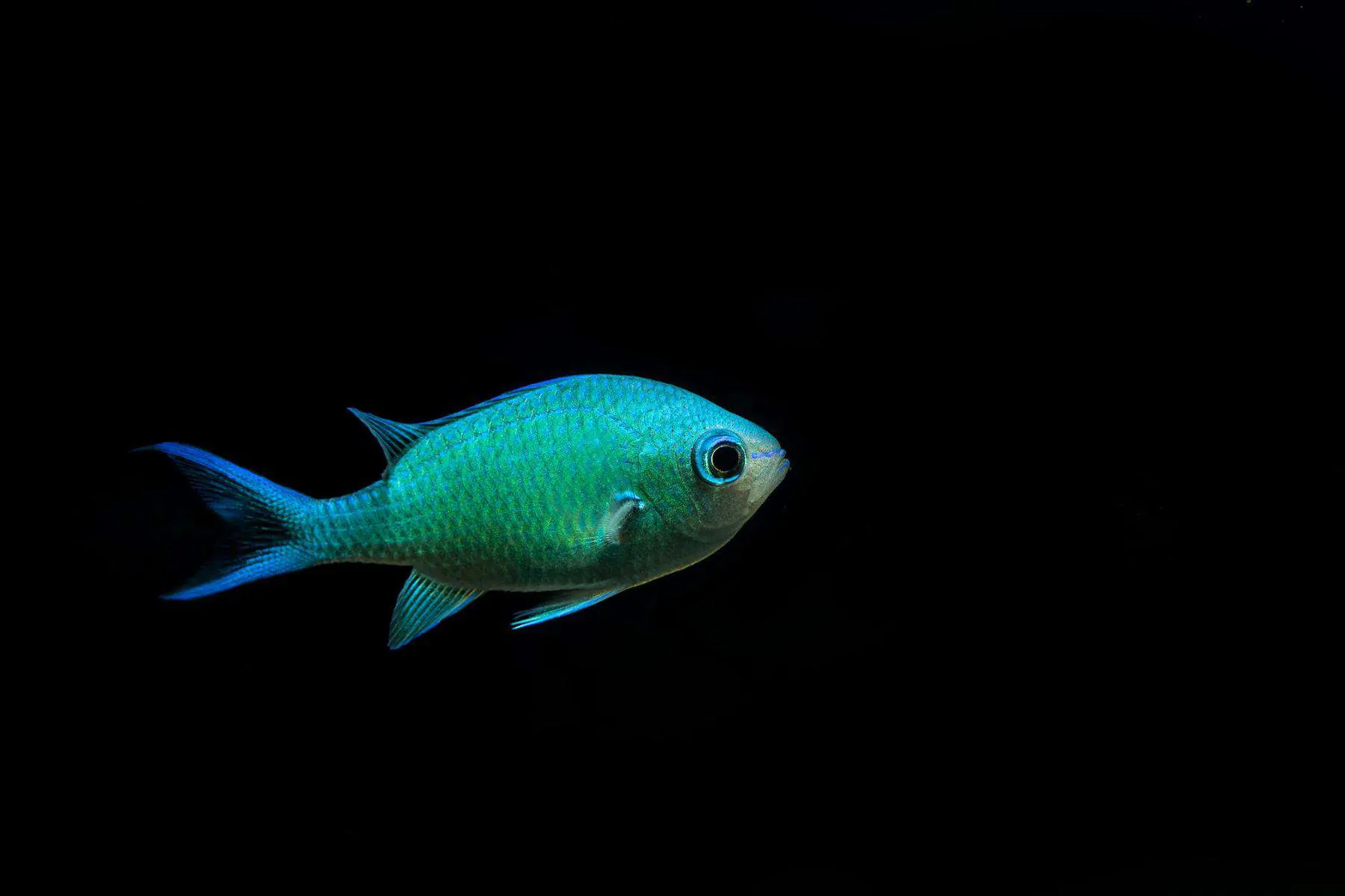 blue-green chromis