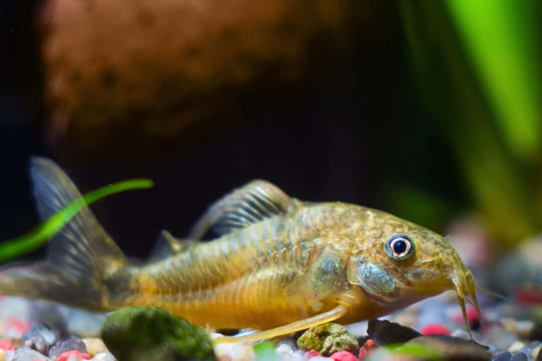 Aquarium Fish That Like Strong Current – Our Helpful Guide
